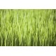 Organic Barley Grass